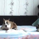 Voilà ce qui se passe quand un chien reste seul à la maison (VIDEO)