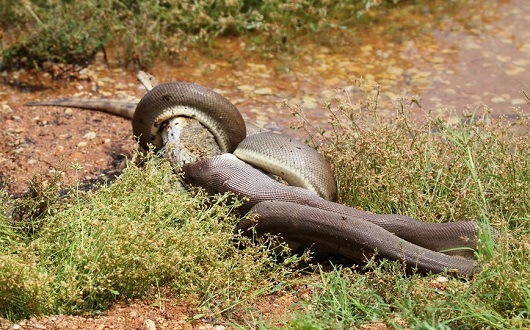 Un serpent avale un crocodile entier (PHOTOS ET VIDEO)