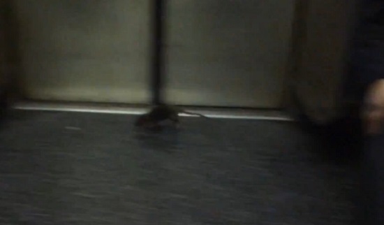 Un rat sème la panique dans une rame de métro à New York (VIDEO)