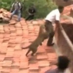 Un léopard attaque des villageois en Inde (VIDEO)