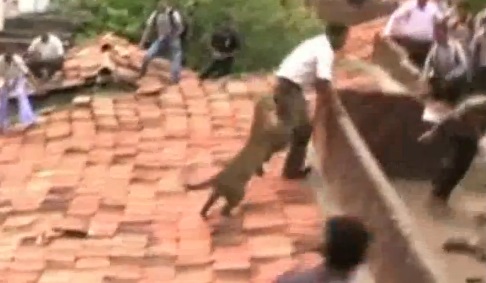 Un léopard attaque des villageois en Inde (VIDEO)