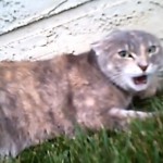 Une journée dans la peau d&rsquo;un chat (VIDEO POV)