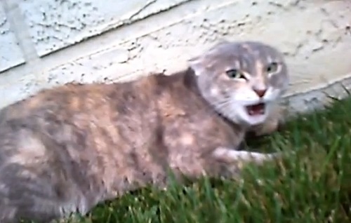 Une journée dans la peau d’un chat (VIDEO POV)