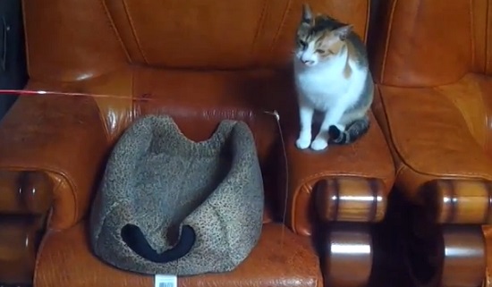 Deux chats s’amusent avec une canne à pêche (VIDEO)