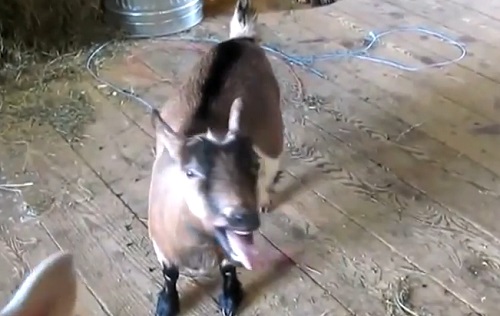 Des chèvres reprennent le générique de Game of Thrones (VIDEO)