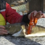 Un pêcheur trouve un sextoy dans l&rsquo;estomac d&rsquo;un poisson (PHOTO)