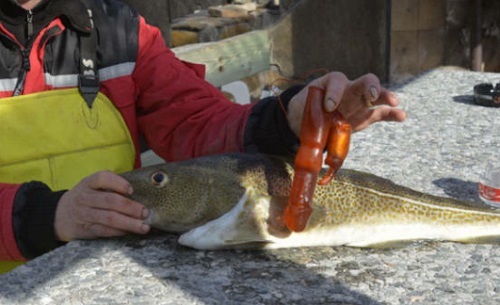 Un pêcheur trouve un sextoy dans l’estomac d’un poisson (PHOTO)