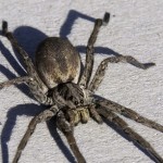 Beurk – Une araignée donne naissance à une drôle de créature (VIDEO)