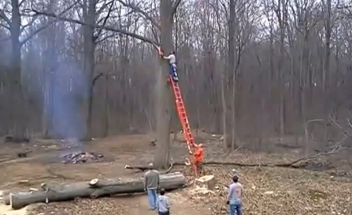 Un apprenti bûcheron coupe une branche quand… (VIDEO)