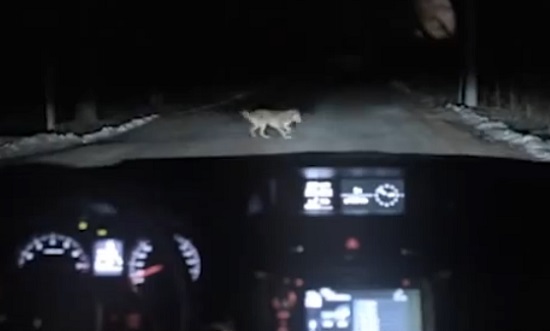 Un chien joue un sale tour à une automobiliste ! (VIDEO)