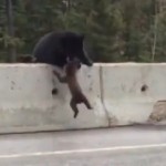 Une maman ours sauve son bébé perdu sur l&rsquo;autoroute (VIDEO)