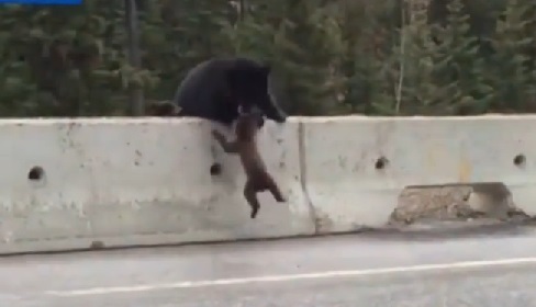 Une maman ours sauve son bébé perdu sur l’autoroute (VIDEO)