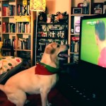 Mondial : Ce chien est un fervent supporter du Portugal (VIDEO)