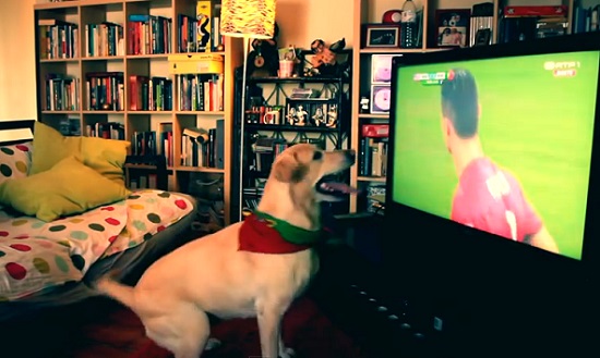 Mondial : Ce chien est un fervent supporter du Portugal (VIDEO)