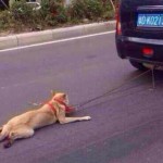 Accablant : un chien traîné par une voiture en pleine agglomération chinoise (Vidéo)