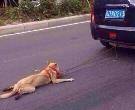 Accablant : un chien traîné par une voiture en pleine agglomération chinoise (Vidéo)