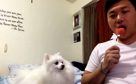 Ce petit chien voudrait bien un bout de pastèque, mais il n’ose pas demander (vidéo)