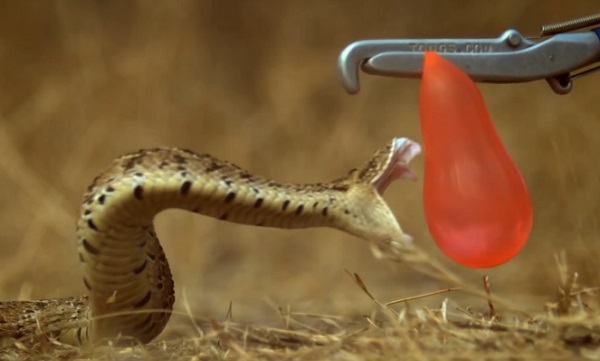 Une morsure de serpent en slowmotion (vidéo)
