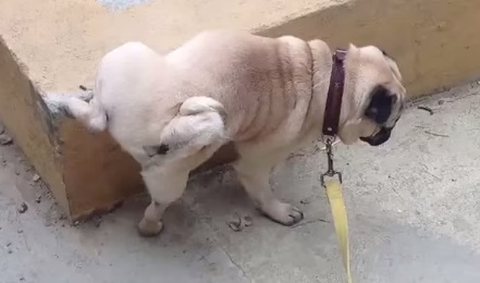 Frankie : le chien qui urine en faisant le poirier (vidéo)