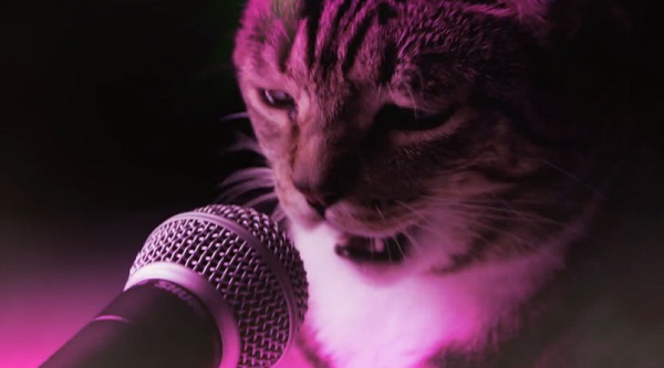 Meow Mix Song – Le tube qui rend fou tous les chats (vidéo)