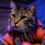 Un chat aide son maître à conclure avec une fille (vidéo)