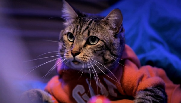 Un chat aide son maître à conclure avec une fille (vidéo)