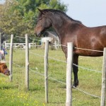 Acer, le cheval nain (vidéo)