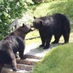 Deux ours se battent en pleine rue ! (vidéo)