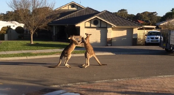 Bagarre entre deux kangourous dans une rue en Australie (vidéo)