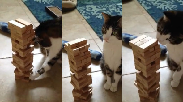 Le chat qui peut vous battre à Jenga ! (vidéo)