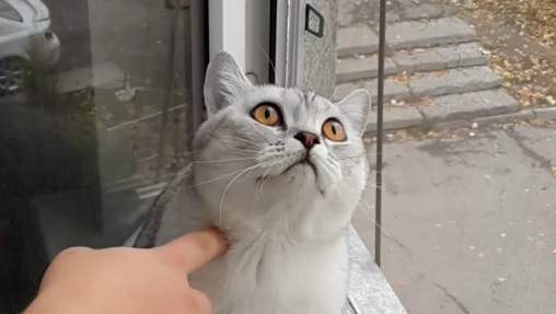 Un chat imperturbable ! (vidéo)