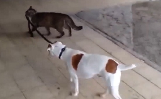 Un chat promène un chien en laisse (vidéo)