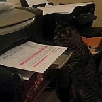 Un chat intrigué par une imprimante (vidéo)