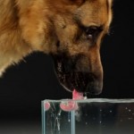 Chien qui boit de l&rsquo;eau en slow motion (vidéo)