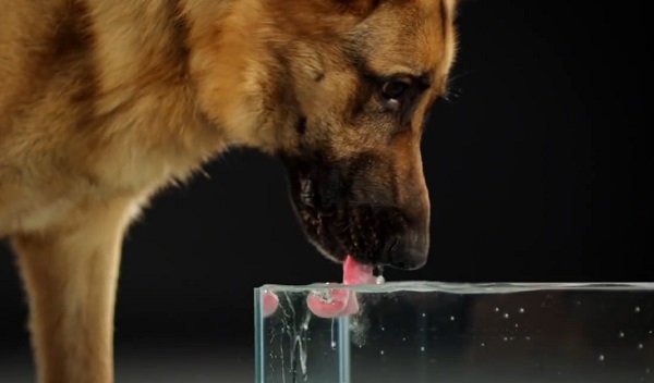 Chien qui boit de l&rsquo;eau en slow motion (vidéo)