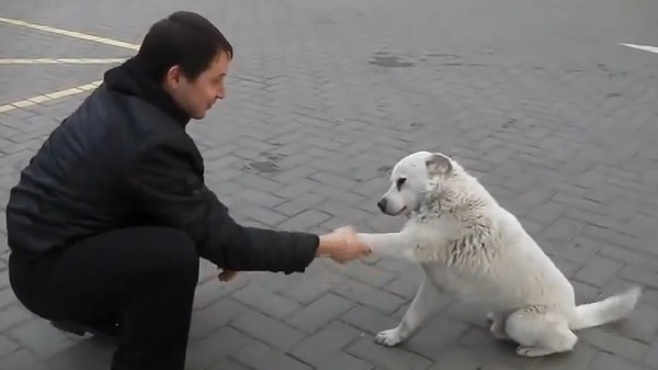 Ce chien abandonné va vous briser le coeur ! (vidéo)