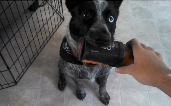 Un chien dressé pour apporter des bières à son maître (vidéo)