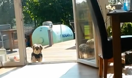 Ce chien reste sur la terrasse, car il croit que la porte-fenêtre est fermée (vidéo)