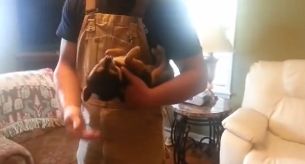 Ce chihuahua est trop fort pour faire le mort ! (vidéo)