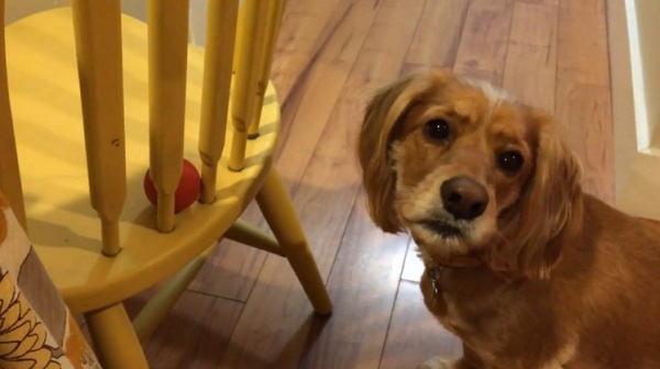 Ce chien veut prendre cette balle, mais il ne sait pas comment faire ! (vidéo)