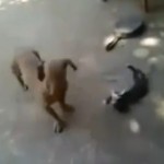 Un chien attaque un chaton, mais il va vite le regretter ! (vidéo)