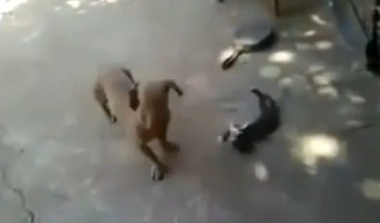 Un chien attaque un chaton, mais il va vite le regretter ! (vidéo)