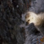 Un oisillon fait une chute libre de plus de 122 mètres (vidéo)