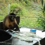Ce petit singe fait sa lessive comme un humain (vidéo)