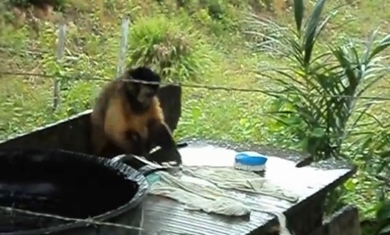 Ce petit singe fait sa lessive comme un humain (vidéo)