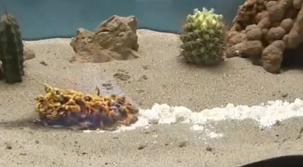Impressionnant : Combustion du thiocyanate de mercure (vidéo).