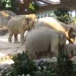 Des éléphants viennent en aide à un éléphanteau en difficulté (vidéo)
