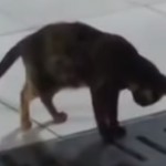 Regardez ce chat-sseur débusquer une souris de nulle part (vidéo)