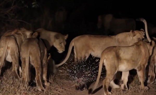 Un porc-épic tient tête à 17 lions affamés (vidéo)