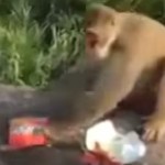 Hilarant : ils donnent des biscuits piégés à un pauvre singe (vidéo)
